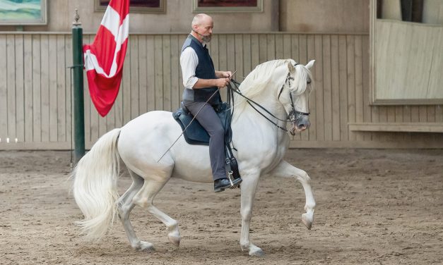 Reitersitz und Gang beurteilen RK 1