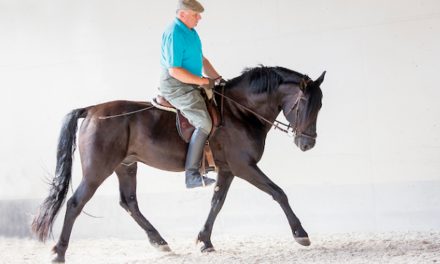 Die Pferd-Mensch-Beziehung